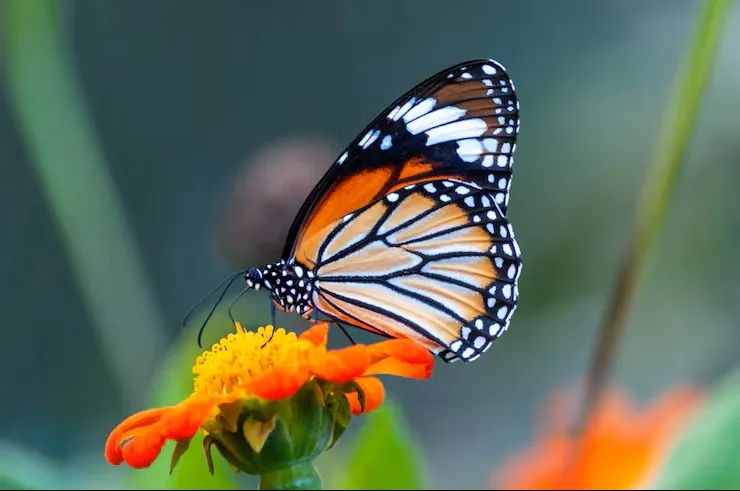 closeup shot beautiful butterfly with interesting textures orange petaled flower 181624 7640